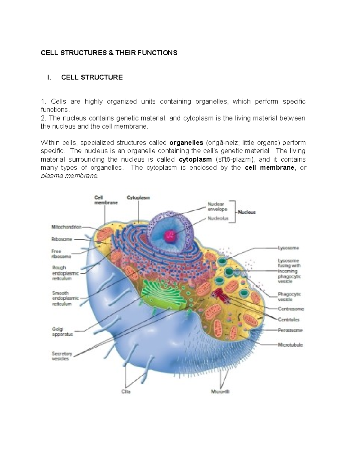 CELL Structures - this file is free for everyone - Seeley's Anatomy and ...
