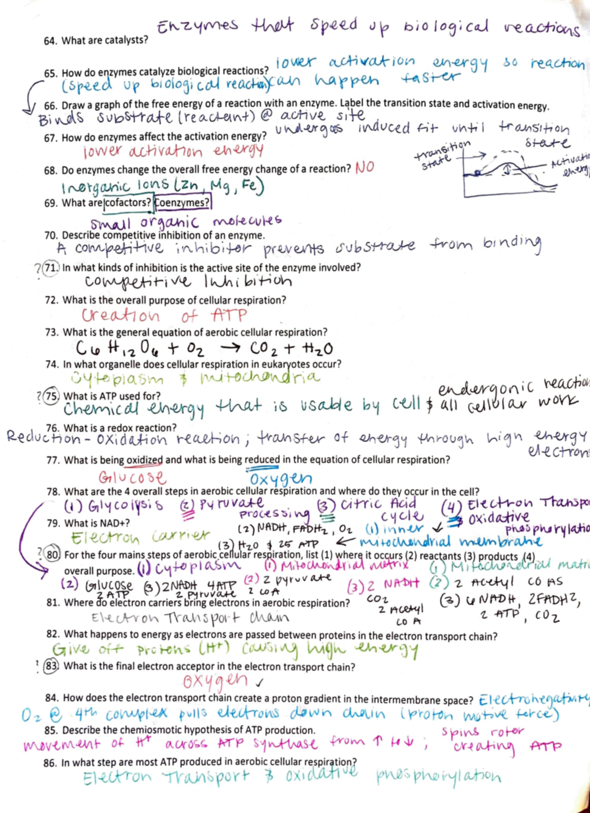 Adobe Scan Jun 15, 2022 What are catalysts? 65. How do enzymes