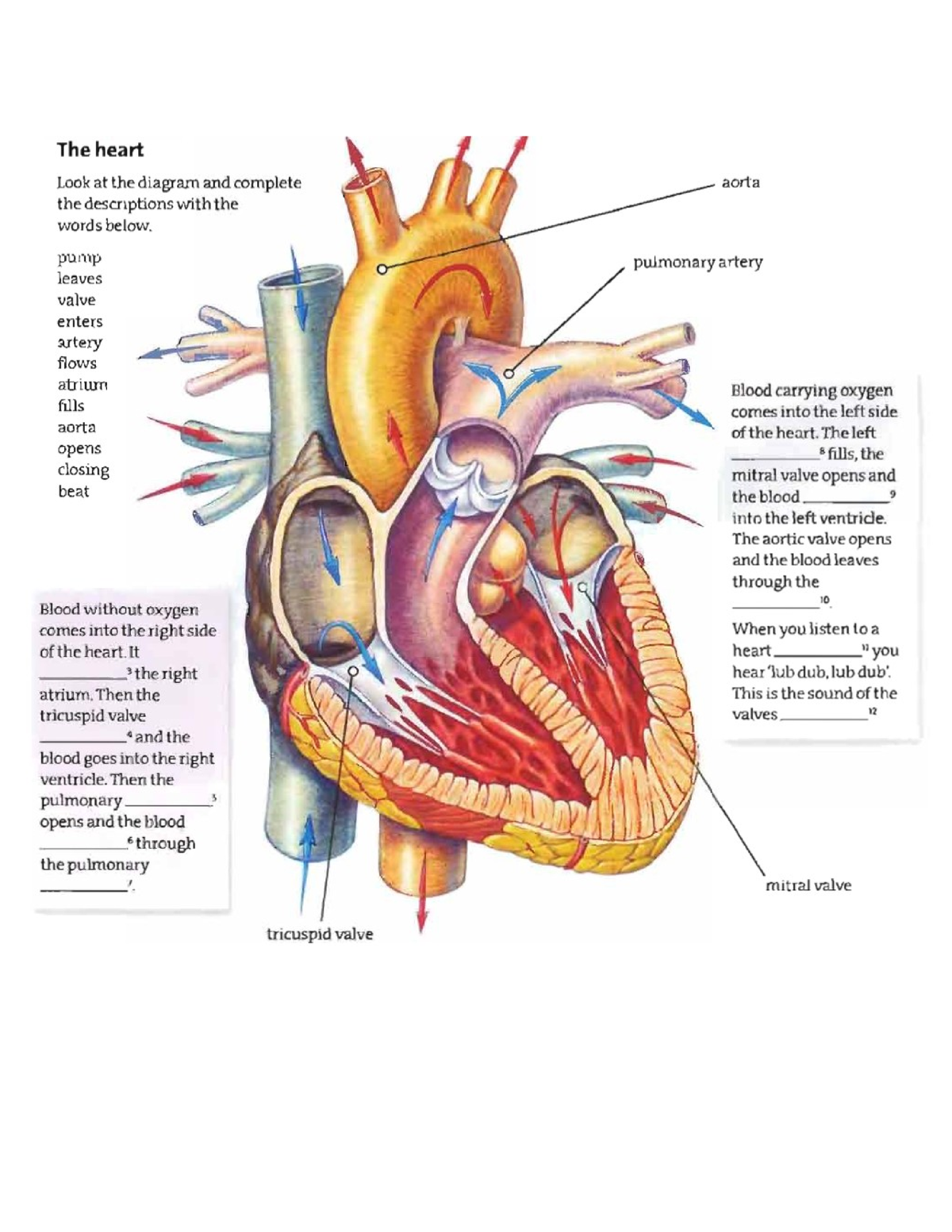 Circulatory System - Diagram - General English - Studocu