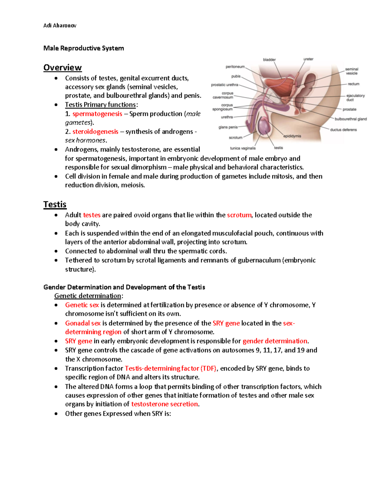 Male reproductive system - Male Reproductive System Overview Consists ...