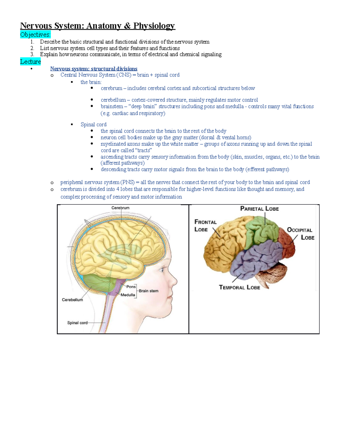 [study sheet] Integ Pharm 1 Nervous System - Nervous System: Anatomy ...