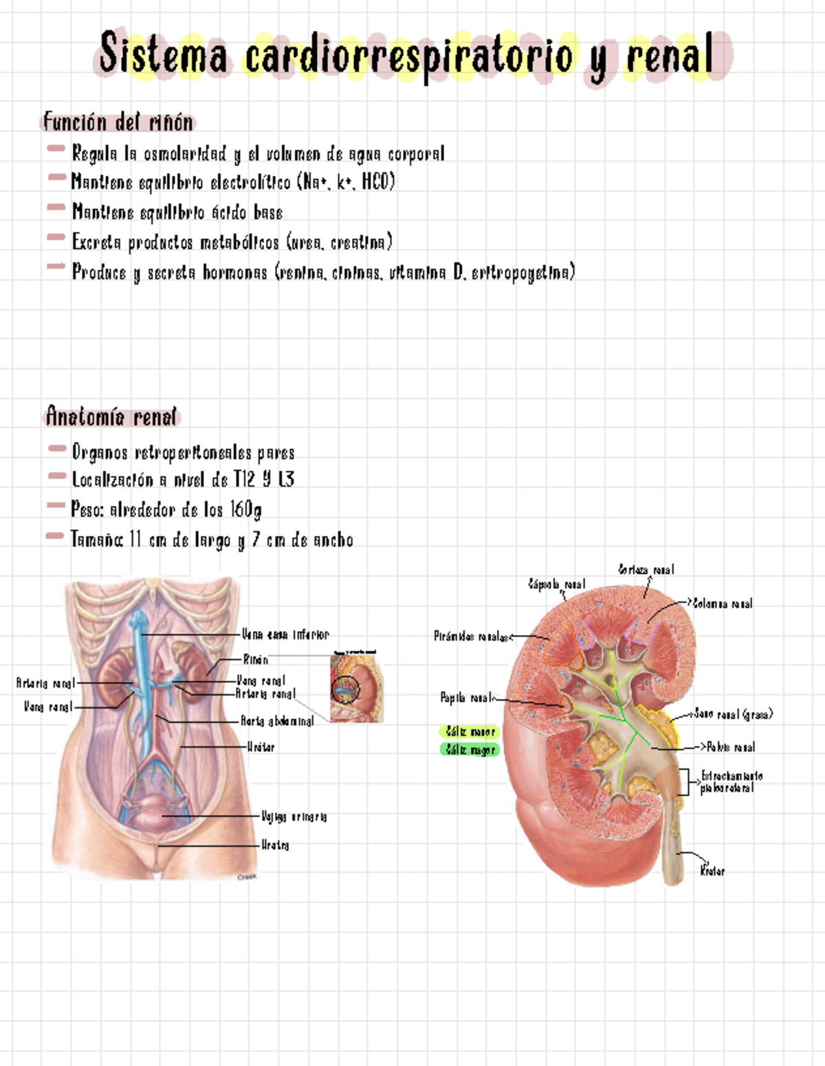 Fisiología - renal - Sistema cardiorrespiratorio y renal Papila renal ...