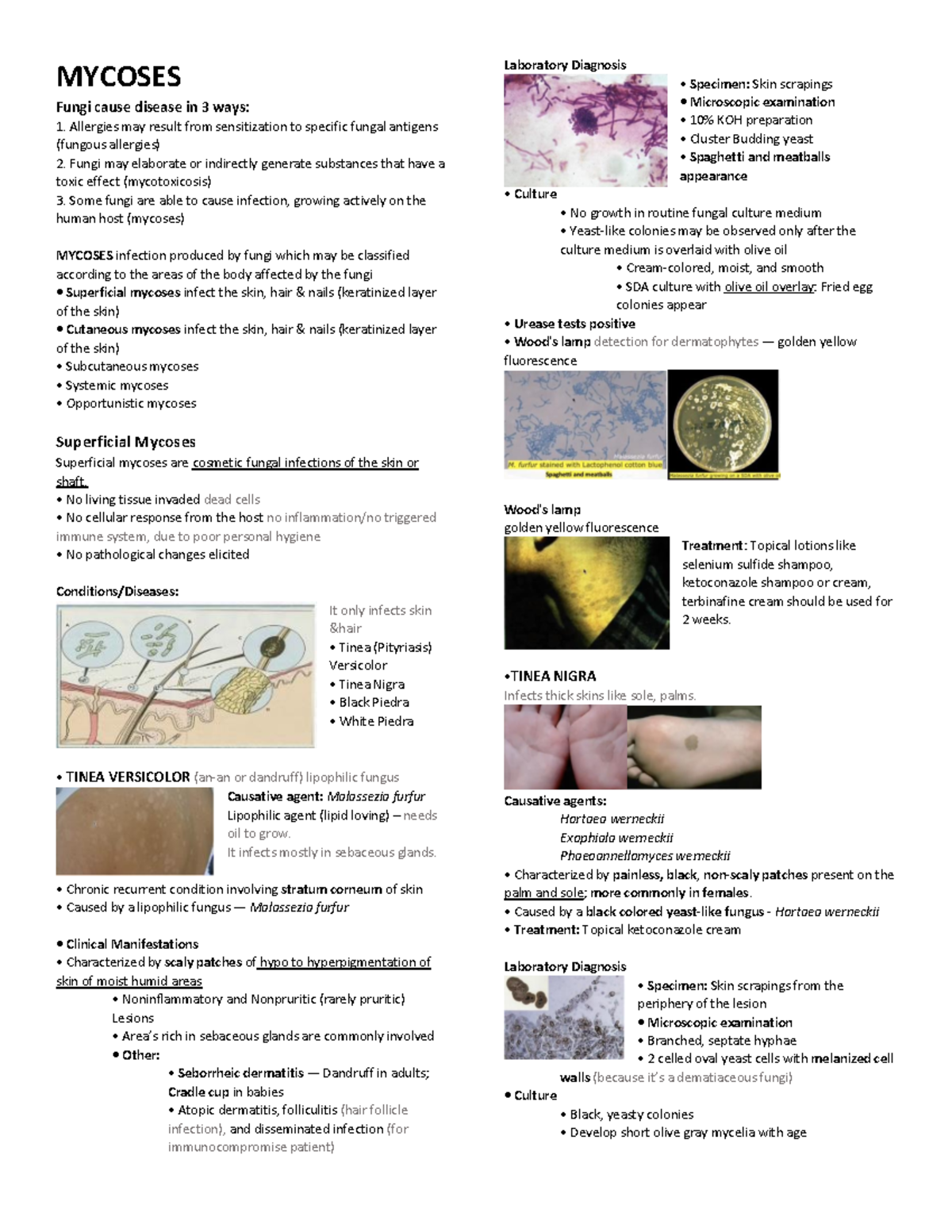 Mycoses - Mycology and Virology - MYCOSES Fungi cause disease in 3 ways ...