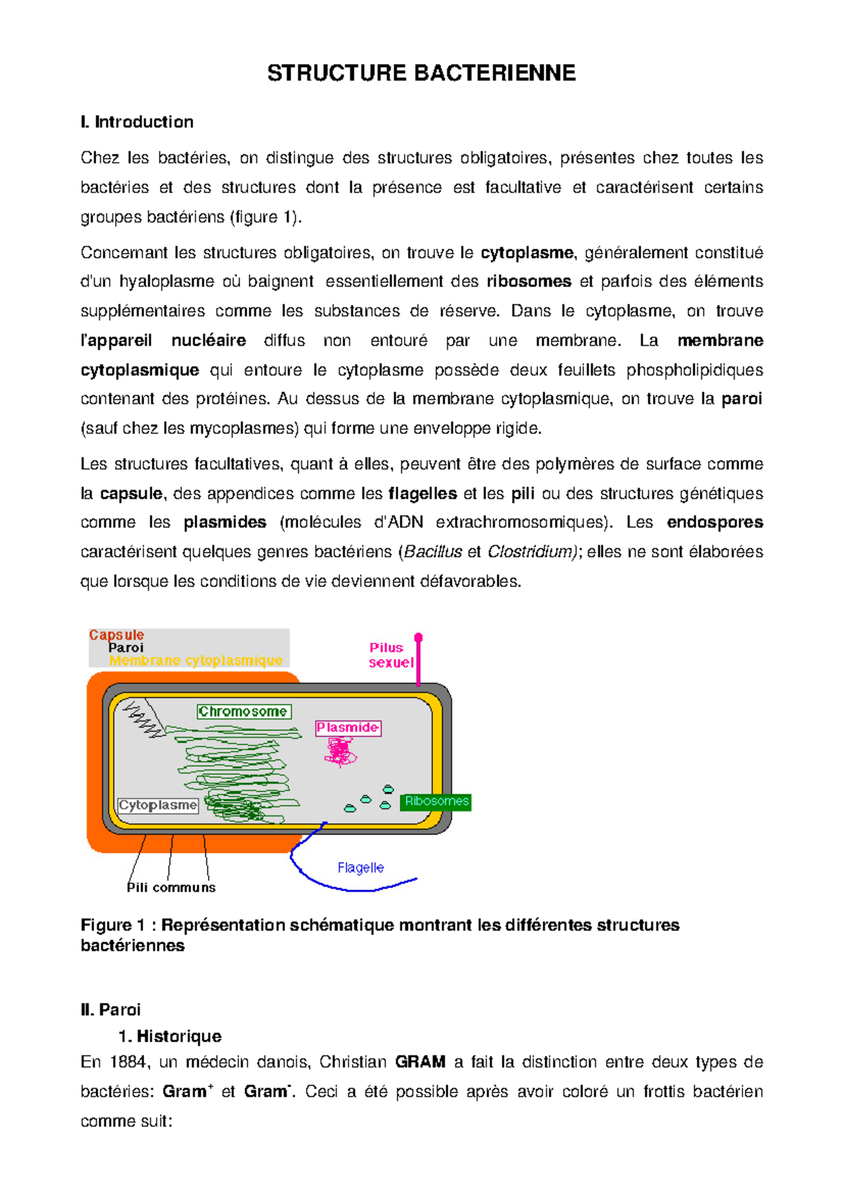 Structure Bacterienne - STRUCTURE BACTERIENNE I. Introduction Chez les ...