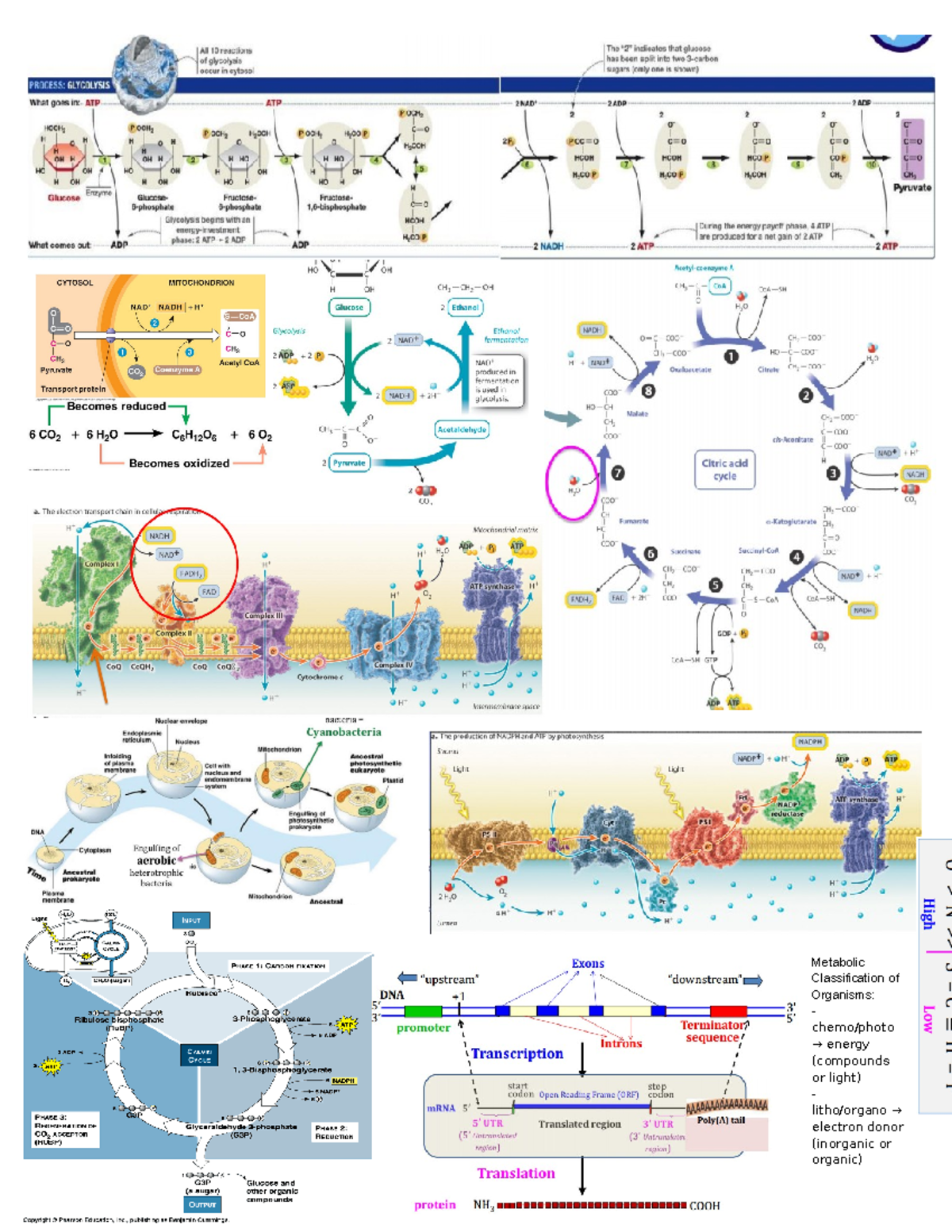Final Cheat Sheet - BIOL 112 - Metabolic Classification of Organisms ...