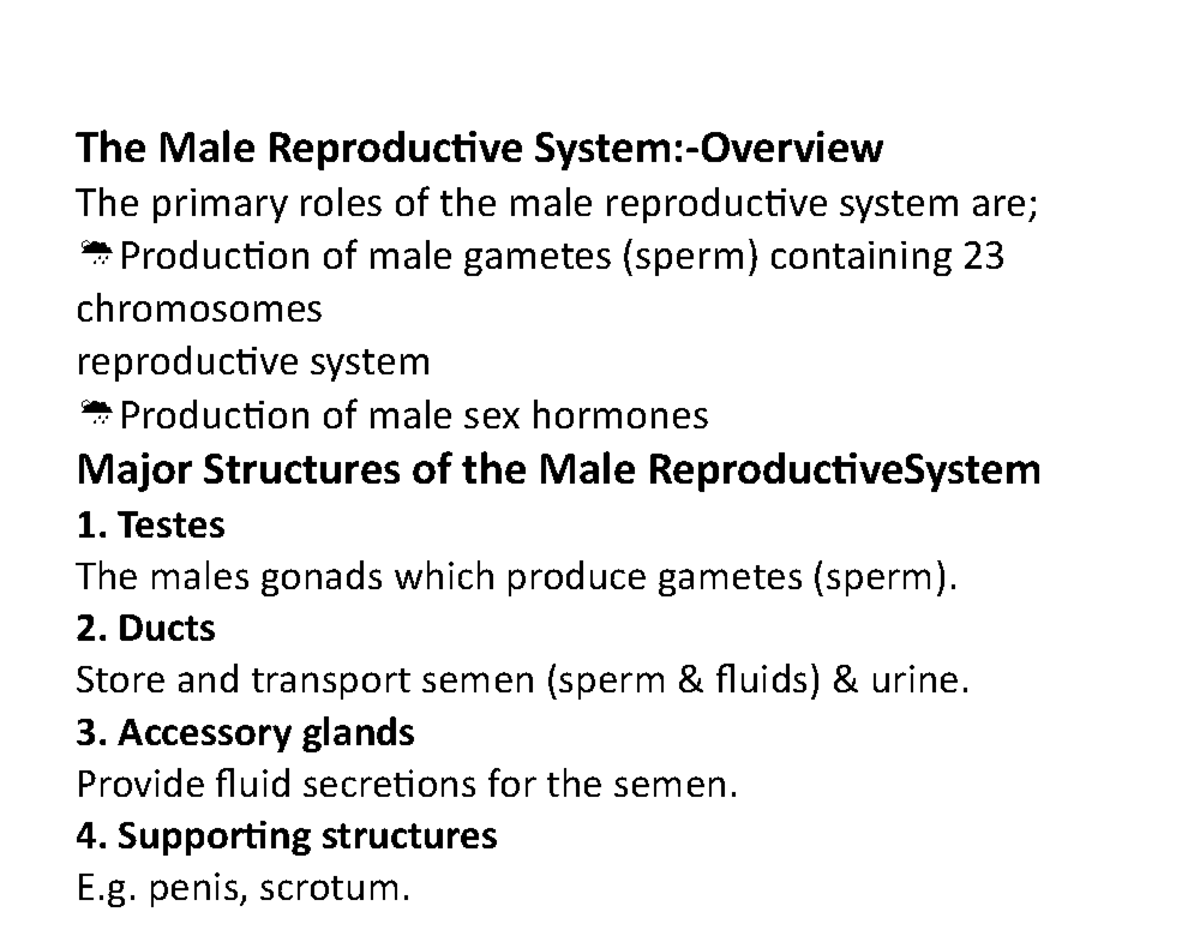 The Male Reproductive System - Testes The males gonads which produce ...