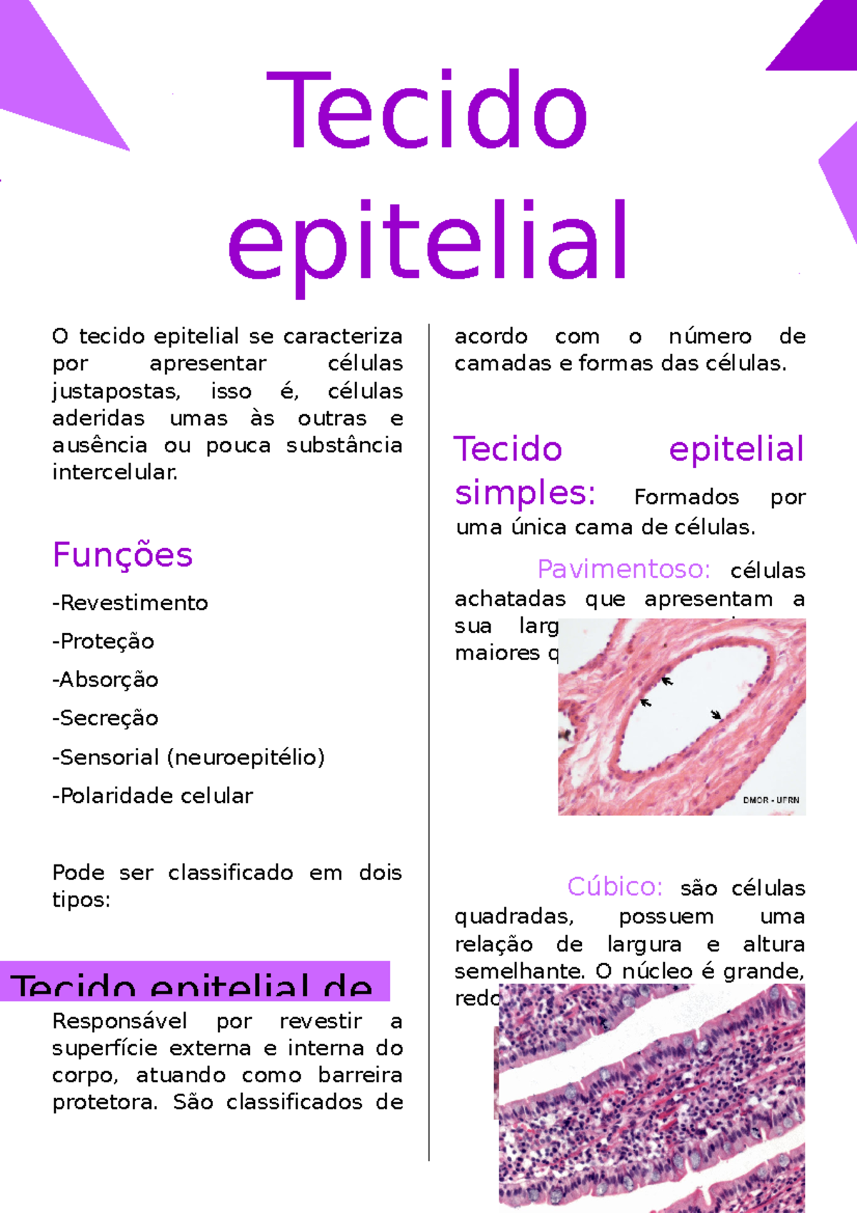 Tecido Epitelial Fun Es Revestimento Prote O Absor O Secre O Sensorial Neuroepit Lio