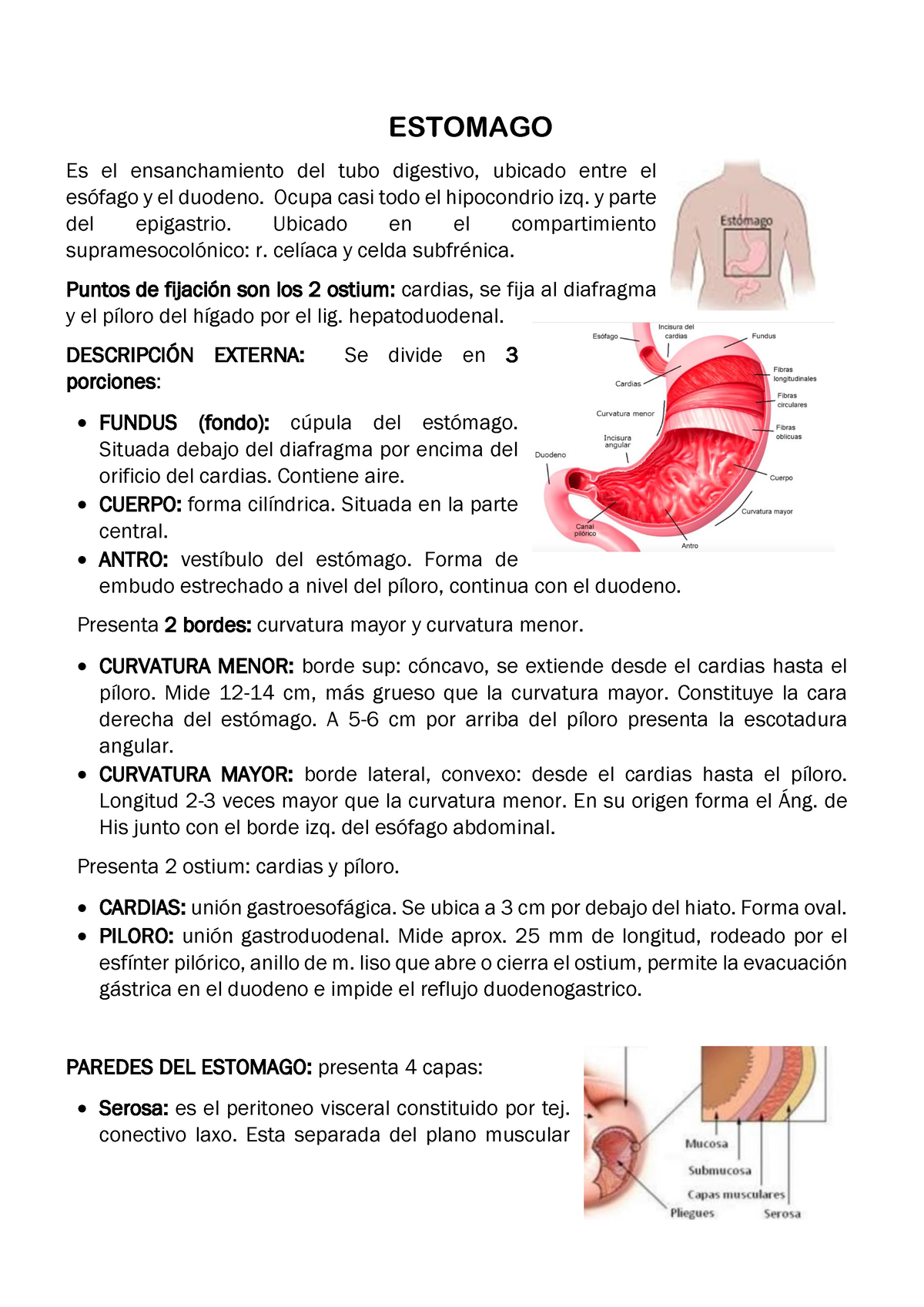 Estomago - Anatomia Y Tecnica Quirurgica - ESTOMAGO Es El ...