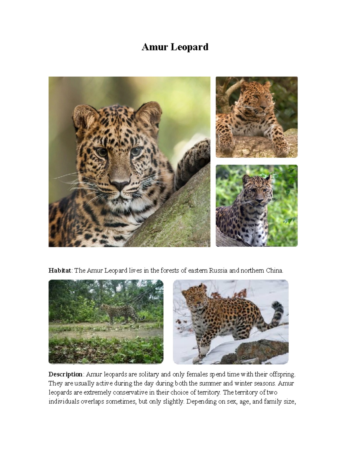 Amur Leopard - ingles - Amur Leopard Habitat: The Amur Leopard lives in ...