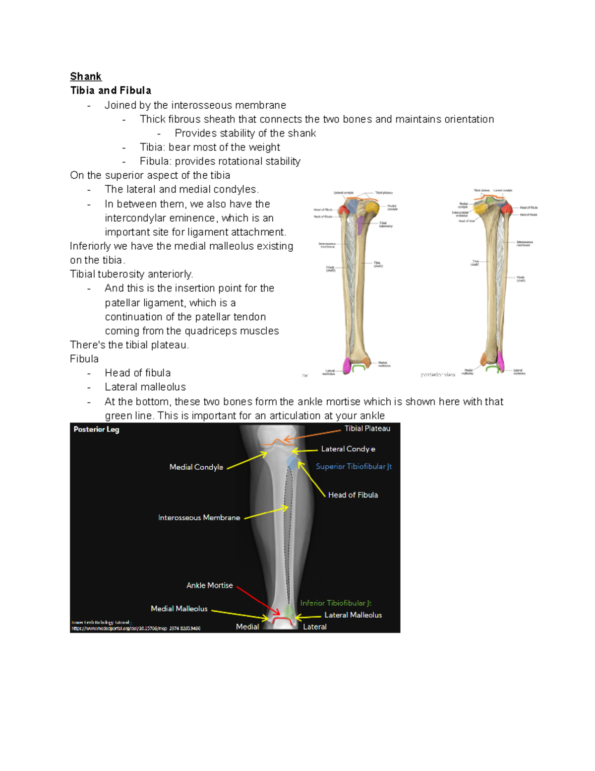 Week 10 lower limb shank to foot - Shank Tibia and Fibula - Joined by ...