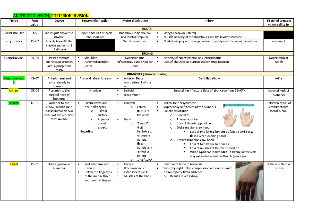 Nerve Table - bhjknm. - ANTERIOR DIVISION, POSTERIOR DIVISION Nerve ...