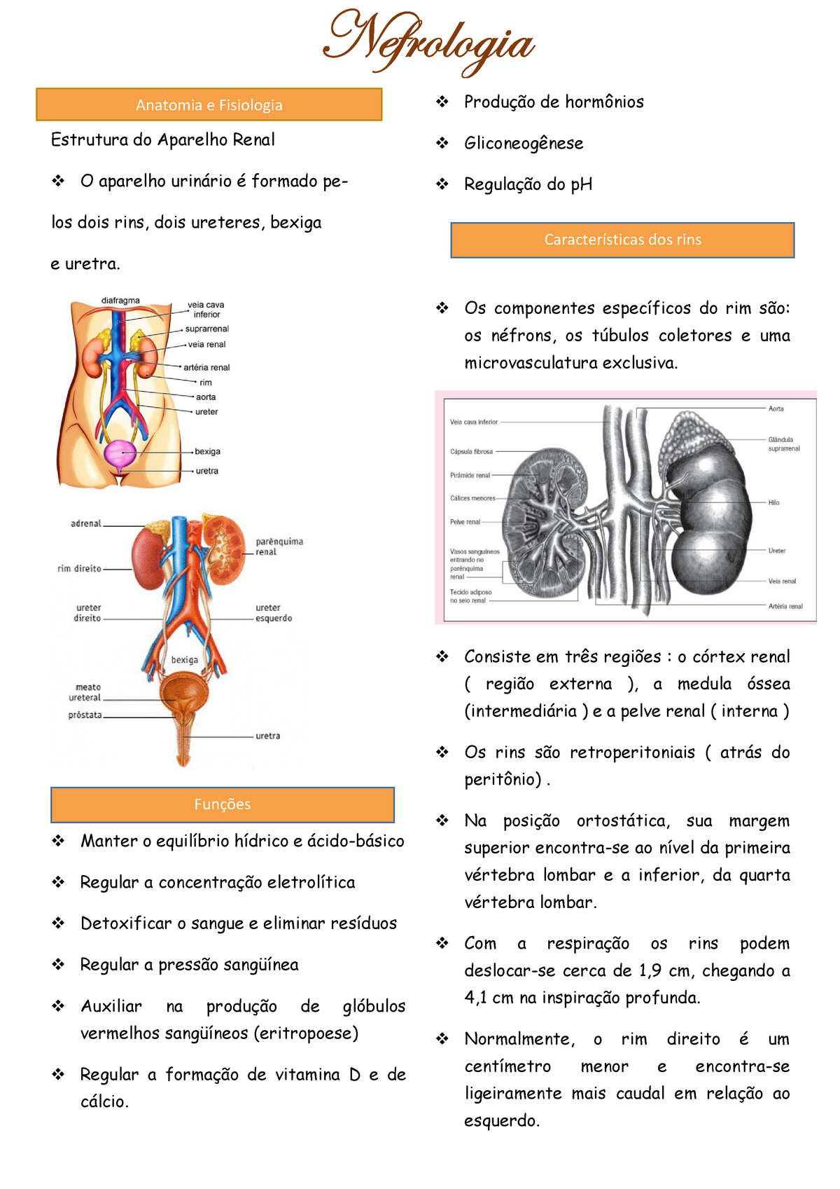 Anatomia E Fisiologia Nefrologia Estrutura Do Aparelho Renal O Aparelho Urinário é Formado 4147