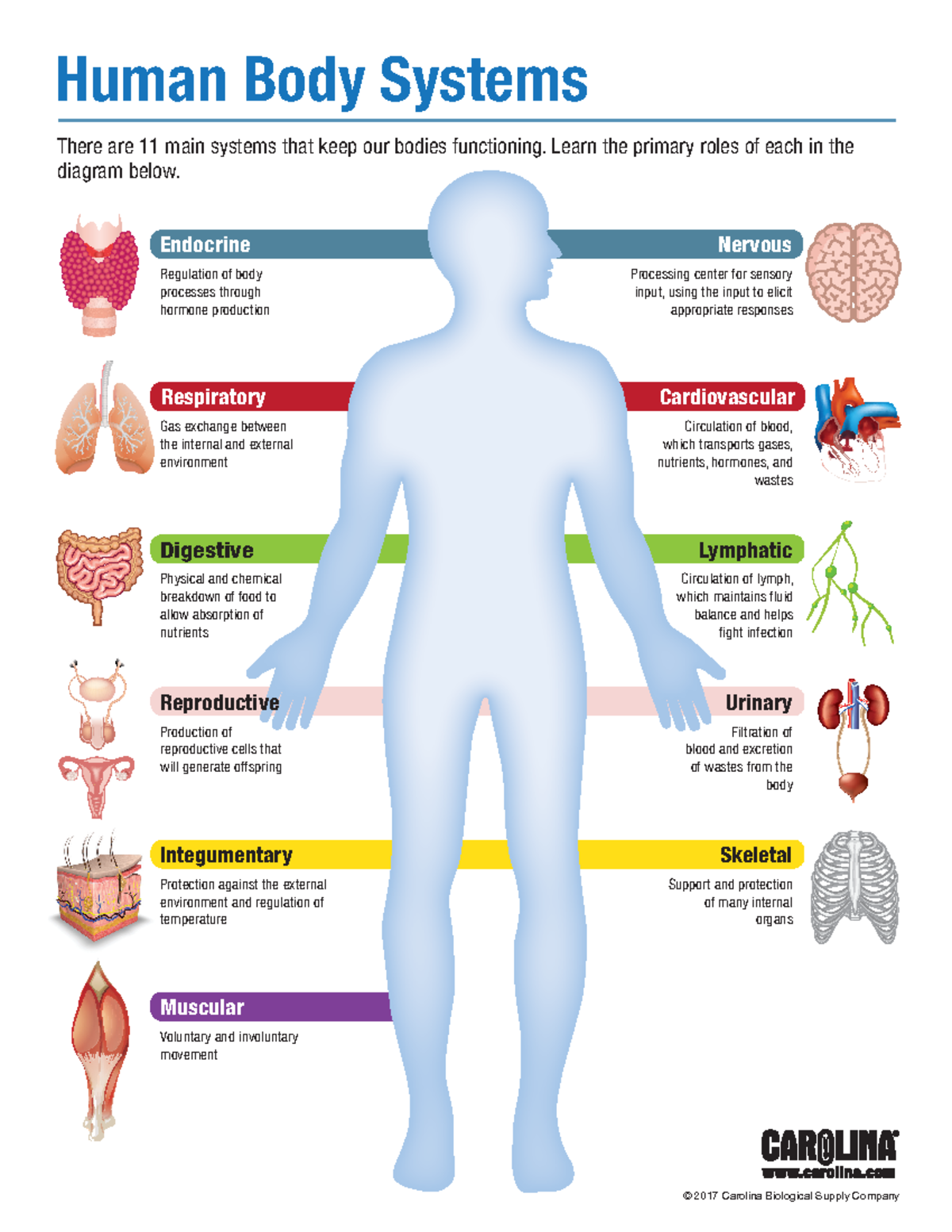 bs-infographics-infographics-skeletal-support-and-protection-of