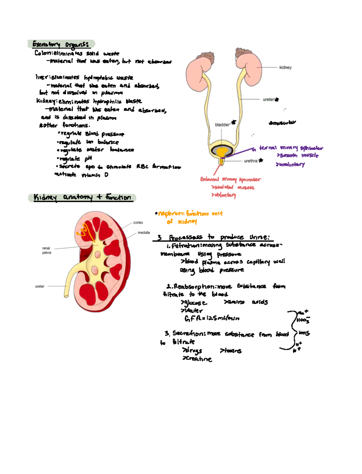 Renal and digestive system - Excratory organs Coloneliminates ...