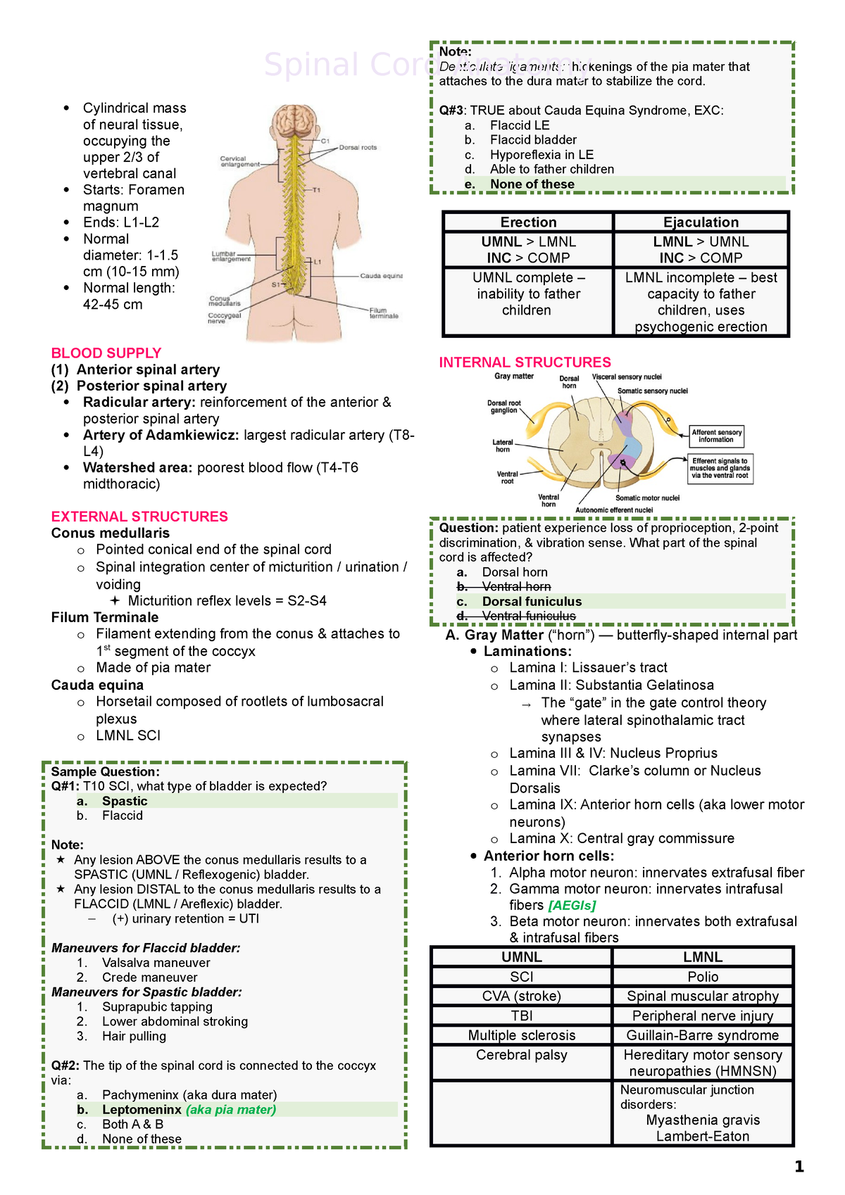 SCI - PT NOTES - Cylindrical mass of neural tissue, occupying the upper ...