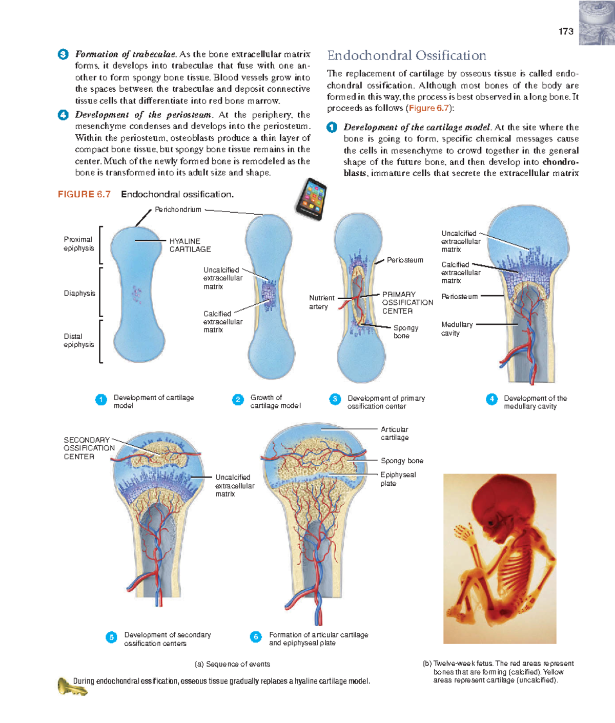 Anatomyandphy-75 - N/A - 173 Endochondral Ossification The replacement ...