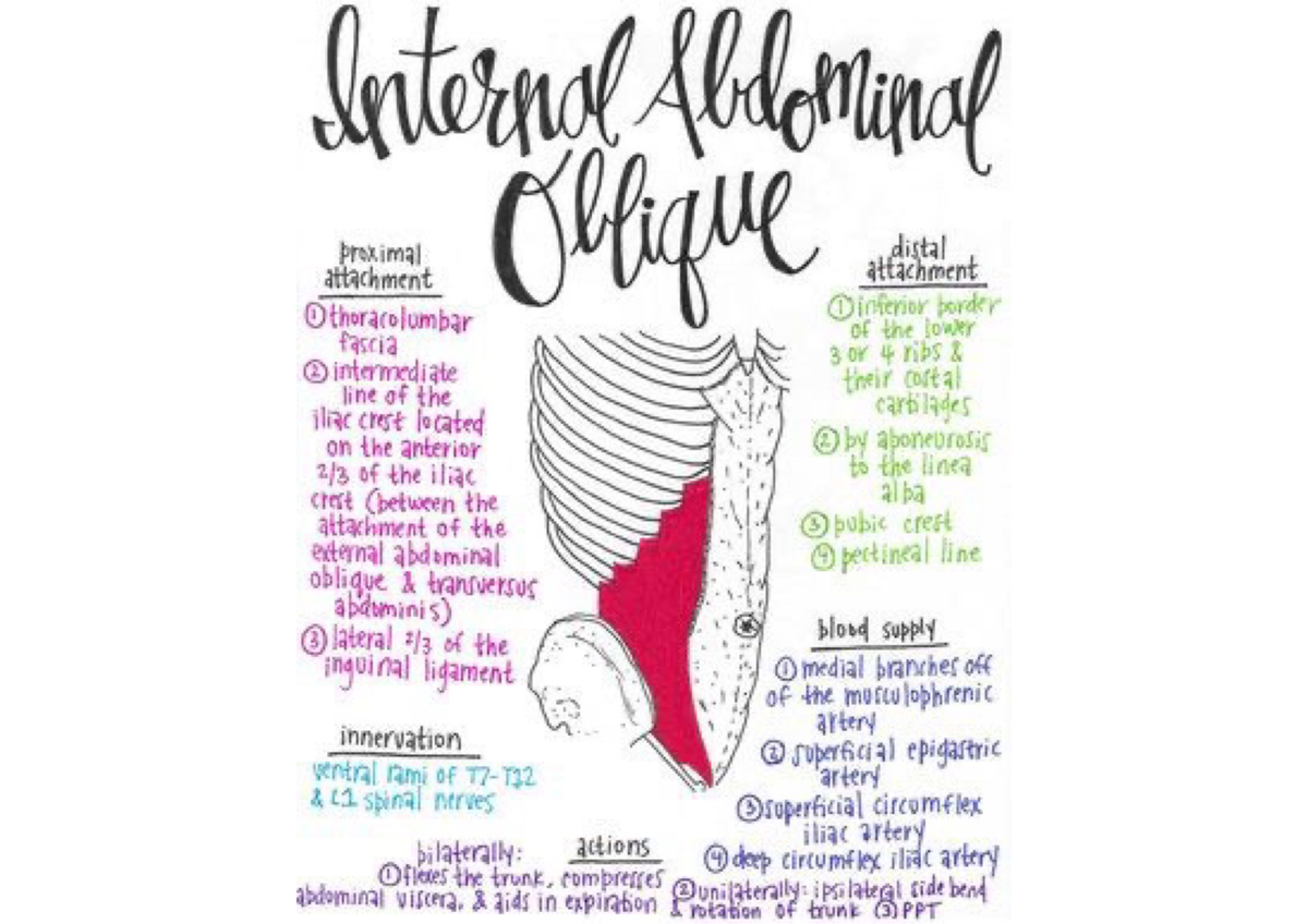 Learning with anatomy BSC 216 Studocu