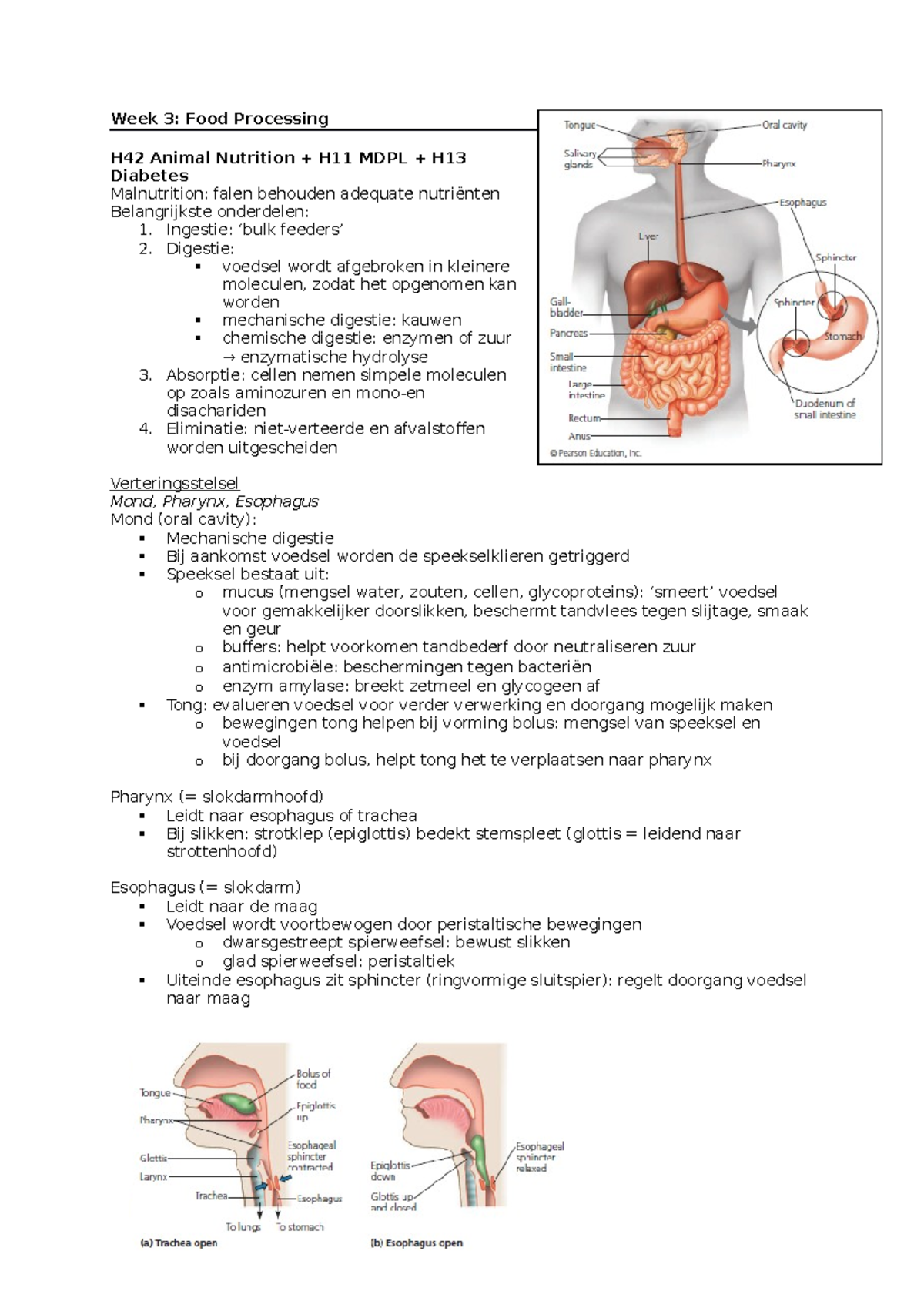 Week 3 Gastro-intestianale Systeem - Medische Biologie 1 - Studeersnel