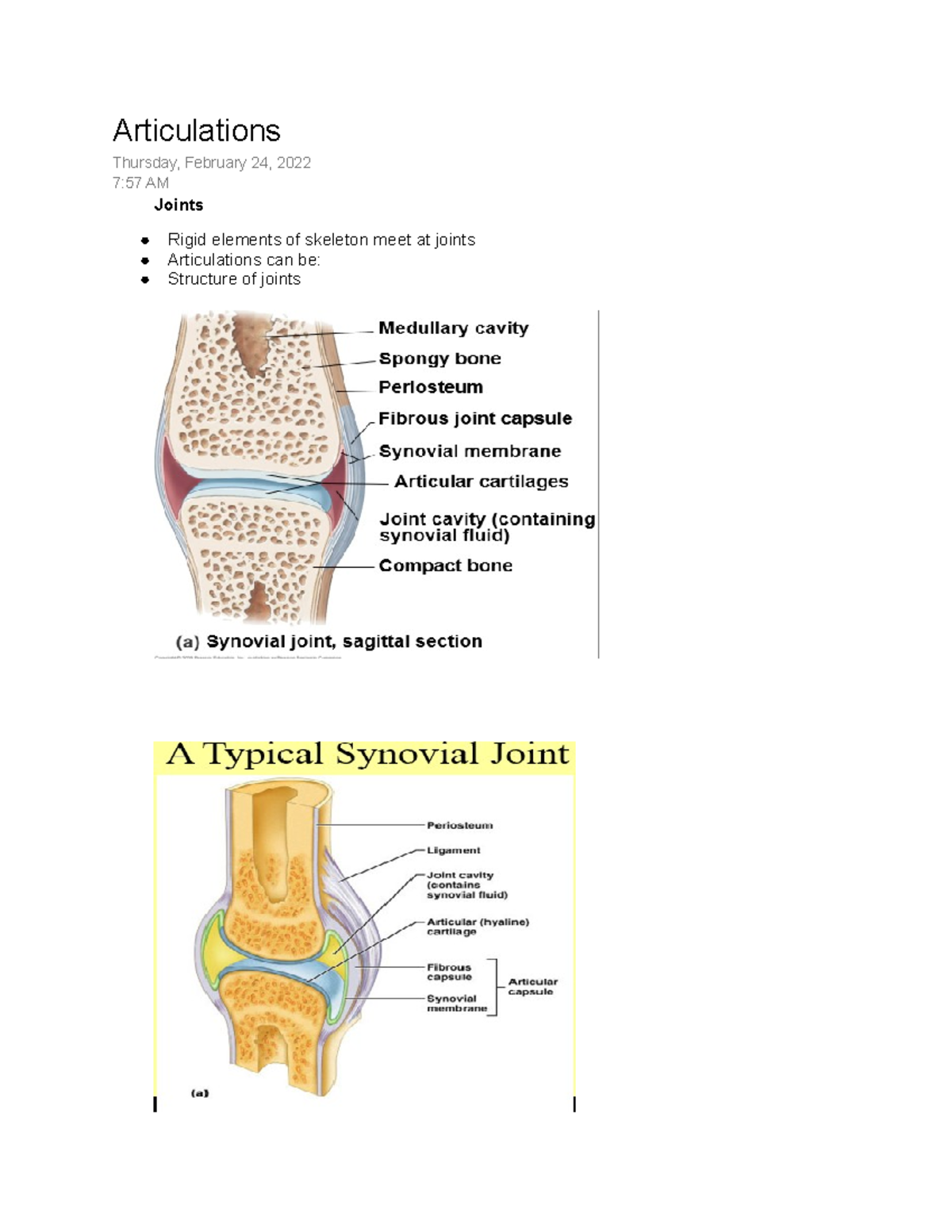 Anatomy 103 Chico State - Articulations Thursday, February 24, 2022 7: 