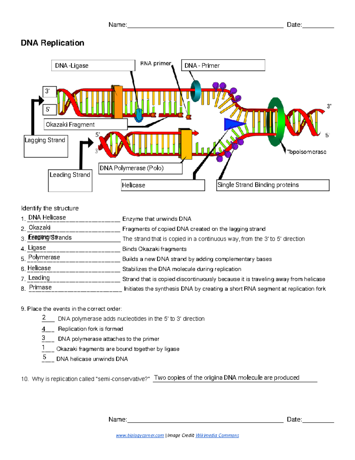 Kami Export - DNA Replication - Labeling - biologycorner | Image Credit ...