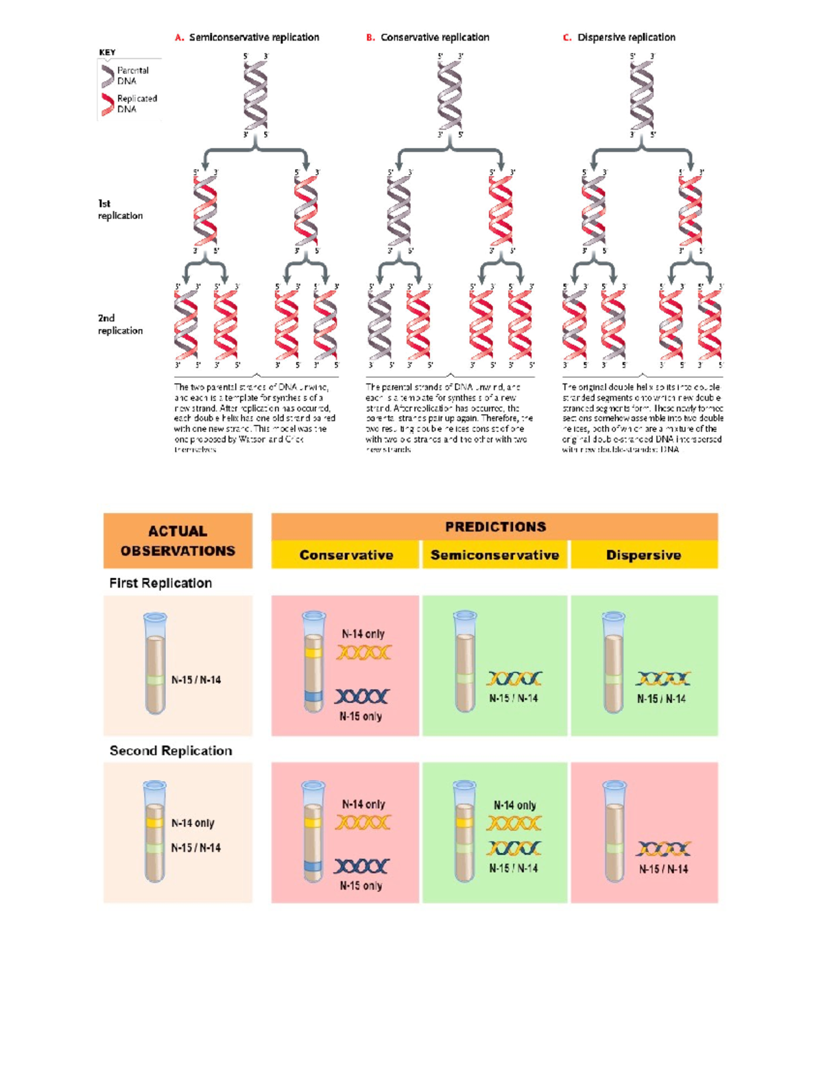 Dna dup - N/A - Bio 2311 - Studocu