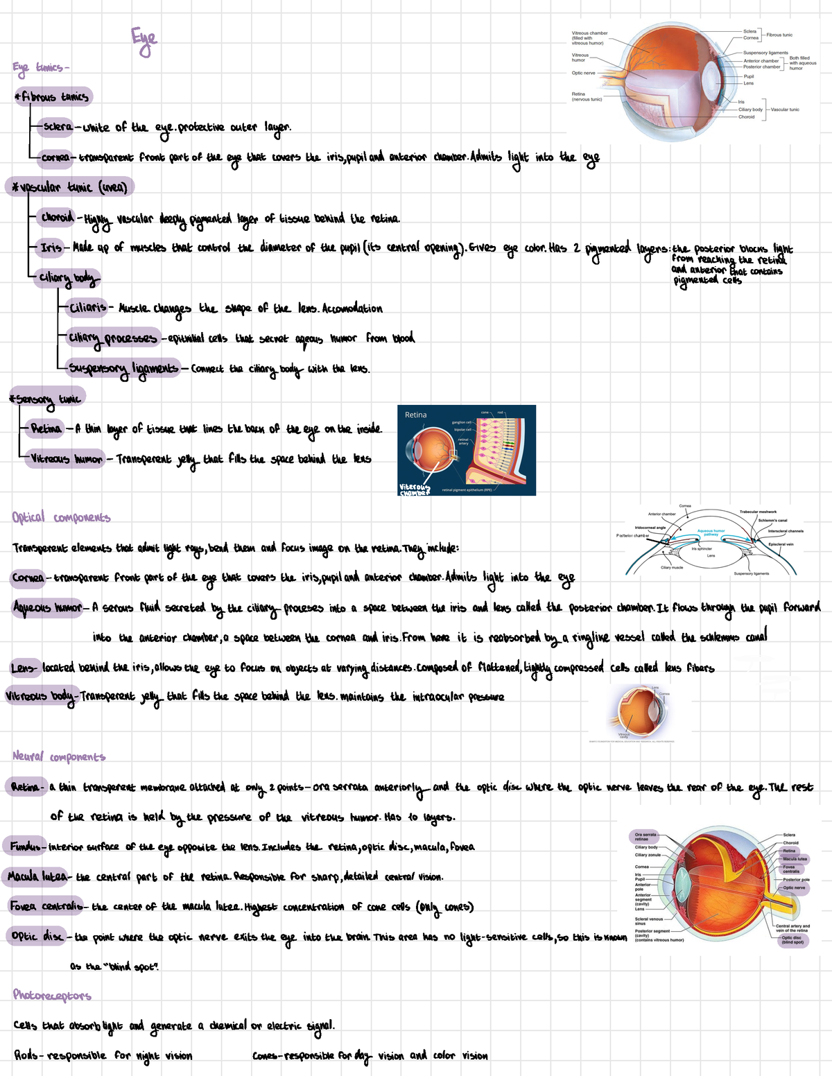 Eye anatomy first year - Posterior chamber Eye Eye tunics - * fibrous ...