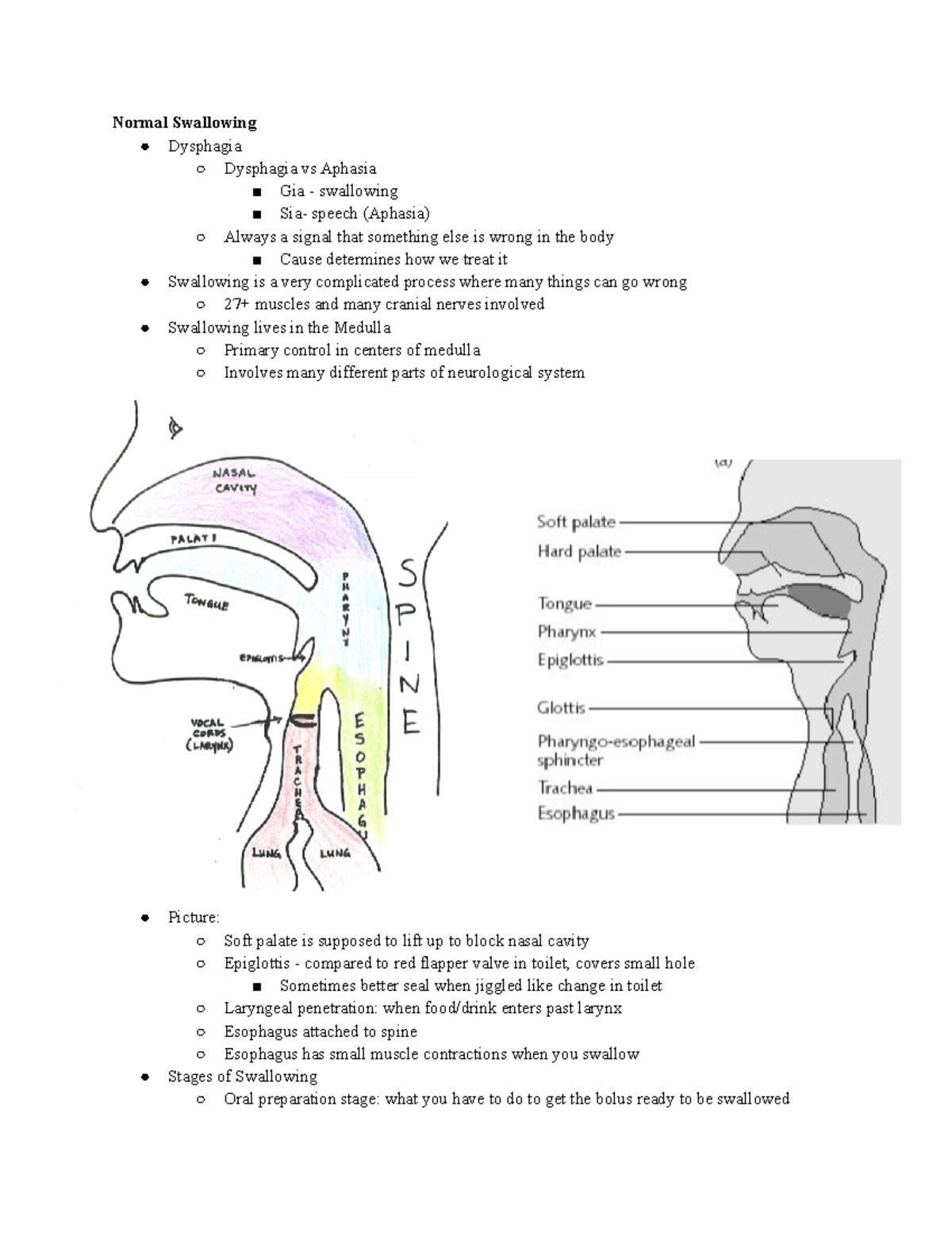 SLPA 996 Unit 1 Notes - Normal Swallowing Dysphagia Dysphagia vs ...