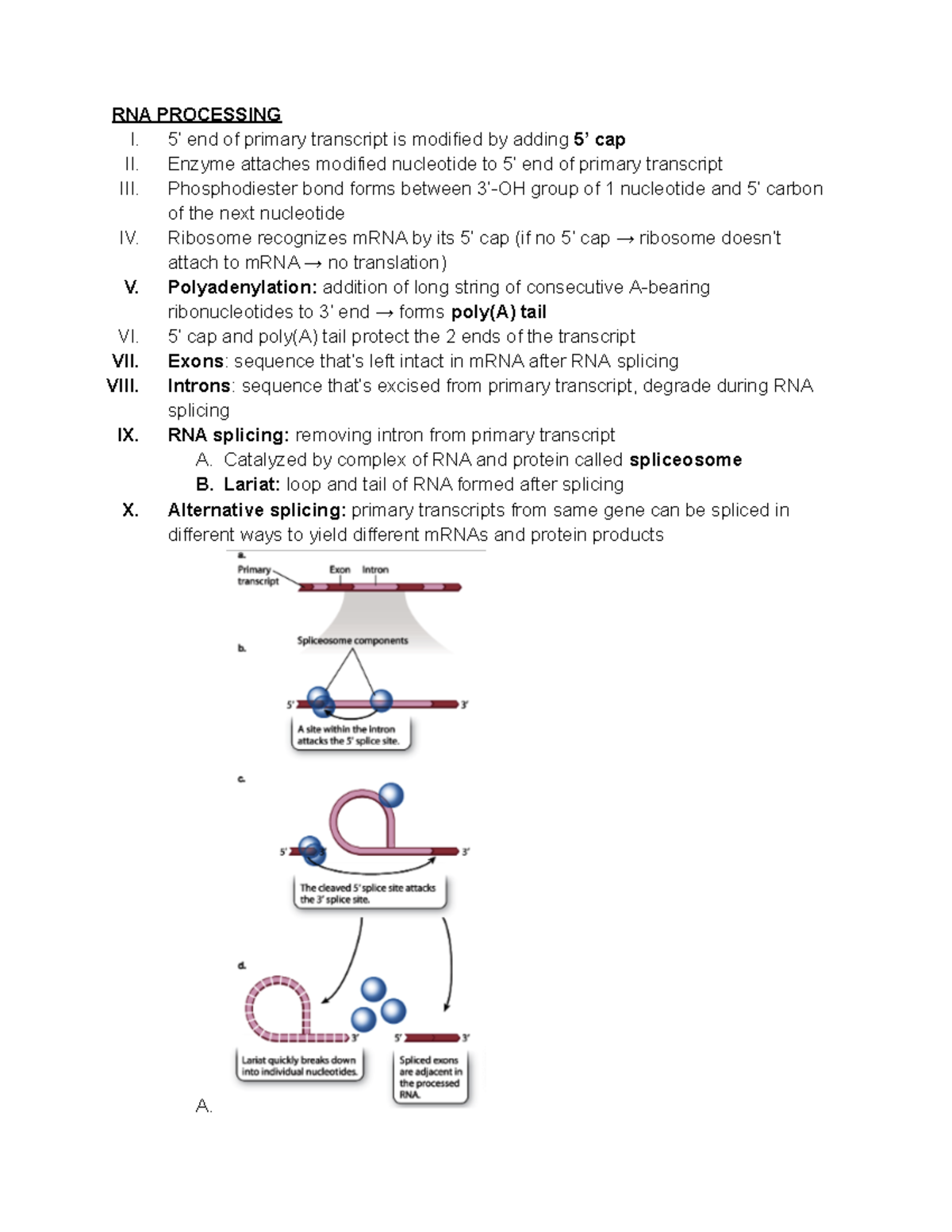 RNA Processing - 51$ 352&(66,1* , ¶ HQG RI SULPDU\ WUDQVFULSW LV ...