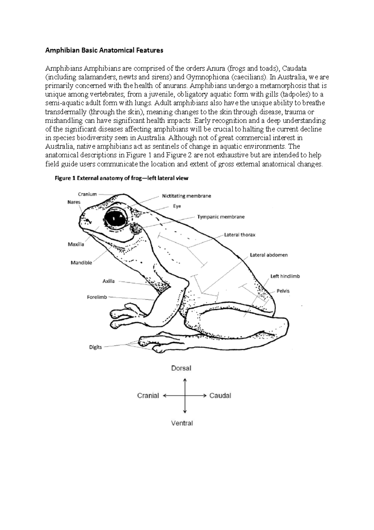 Amphibian Basic Anatomical Features - Amphibian Basic Anatomical 