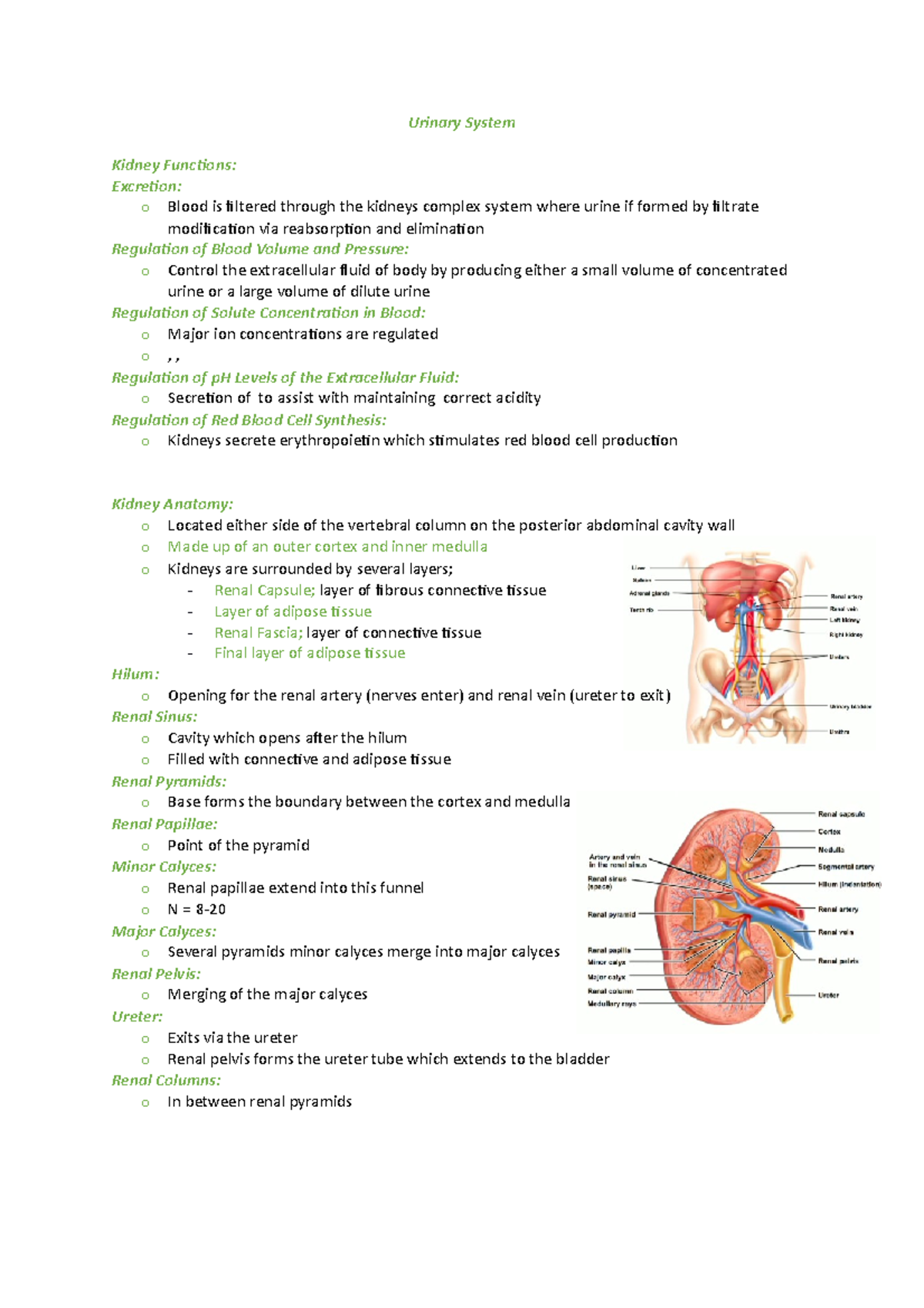 Urinary System - Urinary System Kidney Functions: Excretion: o Blood is ...