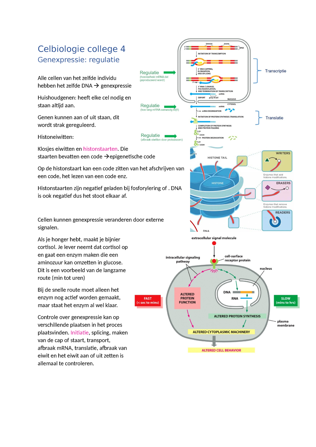 College 4 - Celbiologie College 4 Genexpressie: Regulatie Alle Cellen ...