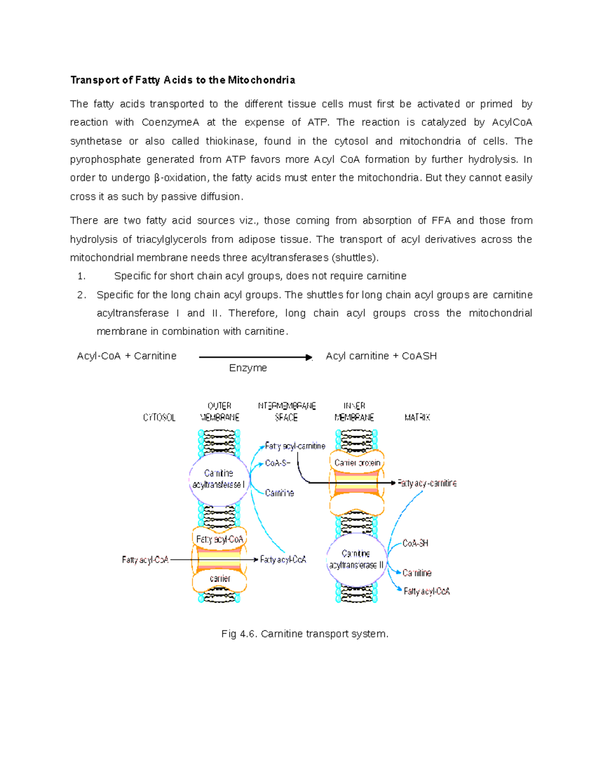 Transport of Fatty Acids to the Mitochondria - The reaction is ...