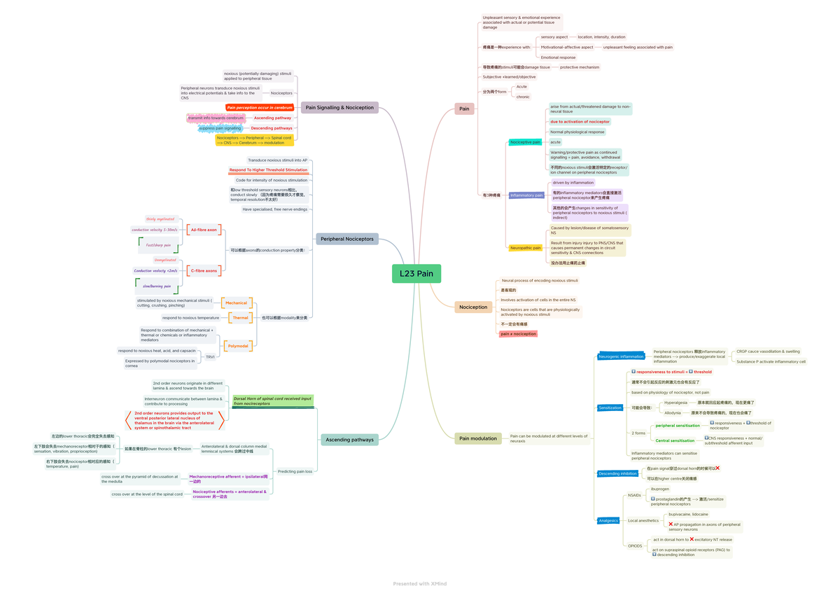 L23 Pain mindmap best for final revision - L23 Pain Pain Nociception ...