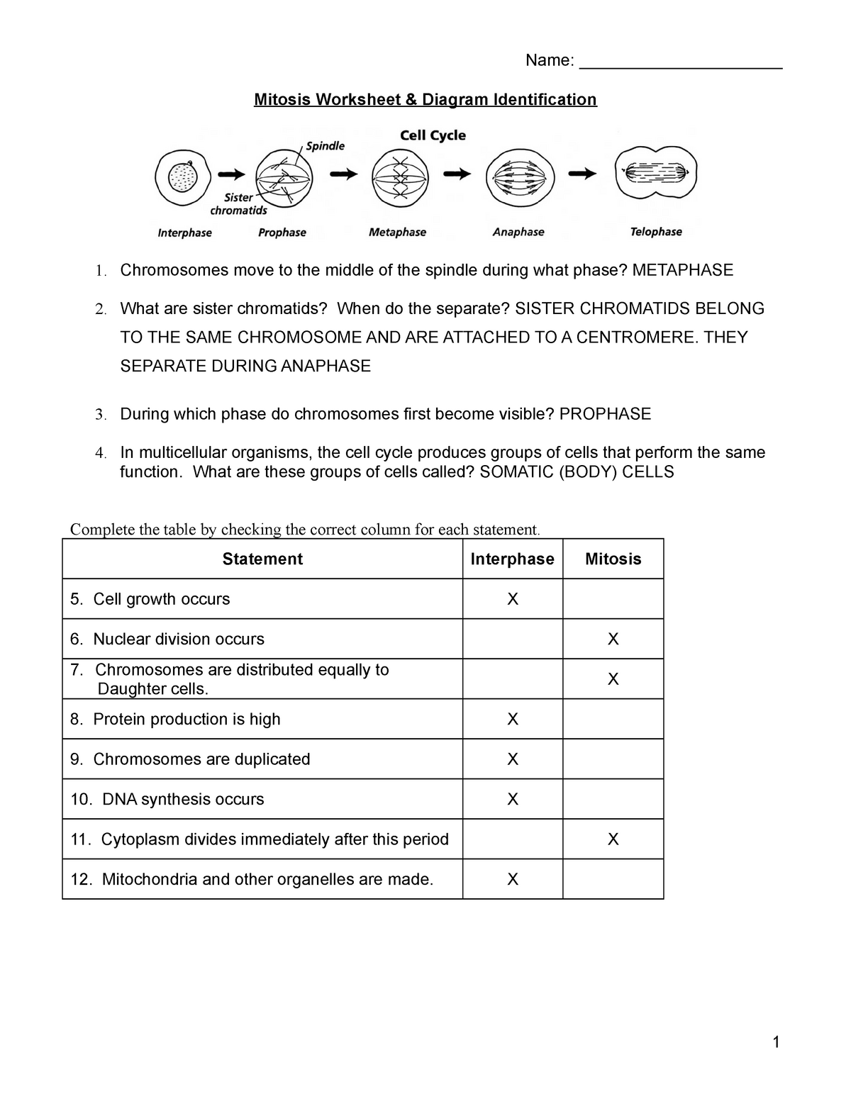 mitosisworksheet-key-1cq6ob9-name-mitosis-worksheet-diagram-studocu