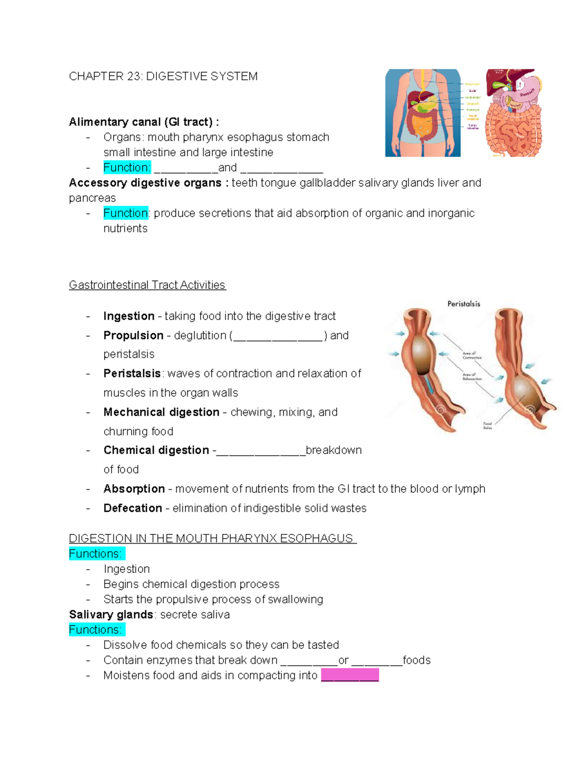 Digestive system CHAPTER 23 DIGESTIVE SYSTEM Alimentary canal (GI