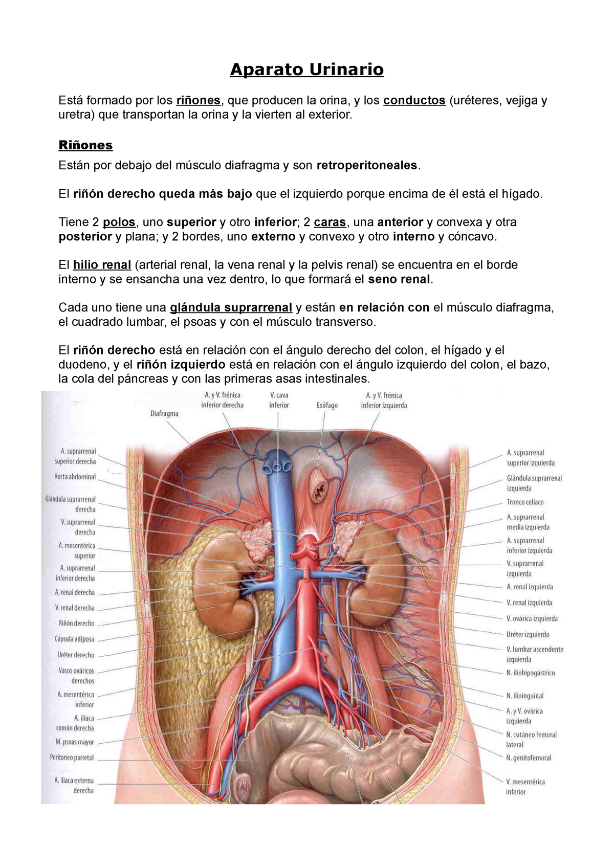 Anatomica frontal del tracto urinario femenino, se delinea los musculos del  suelo de la pelvis, musculos del enfinter, musculo de la vejiga, la uretra  y la orino - Media Asset - NIDDK