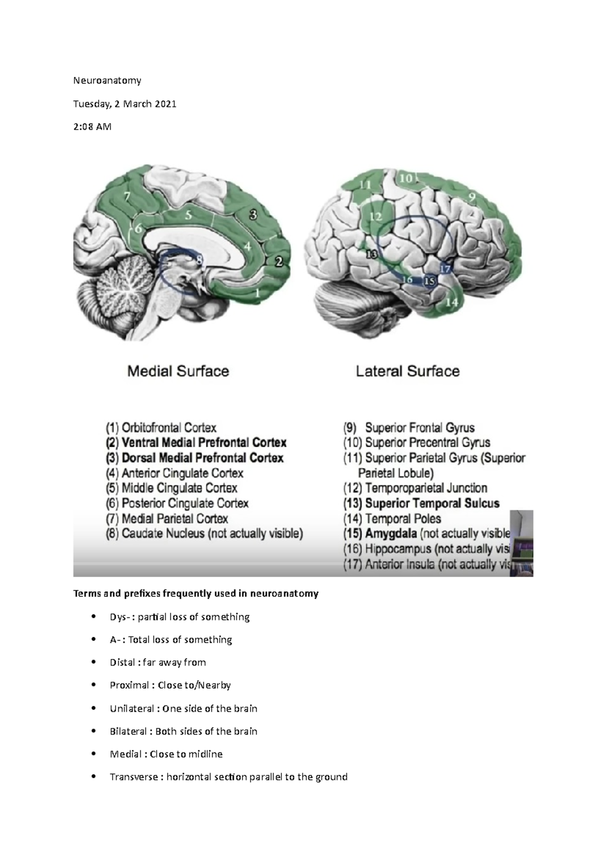 Neuroanatomy - Lecture Notes 1-6 - Neuroanatomy Tuesday, 2 March 2021 2 ...