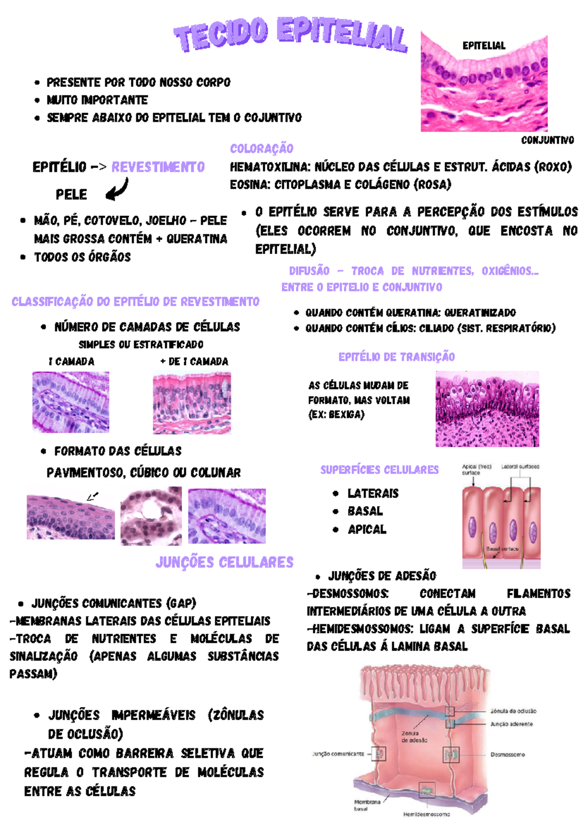 Tecido epitelial - Resumo Histologia Humana - te cido epiteli teci al ...