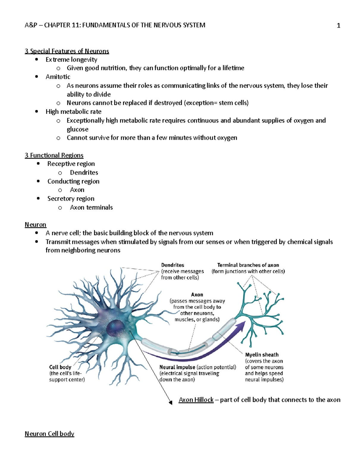 A&P Chapter 11 - Lecture notes 11 - 3 Special Features of Neurons ...