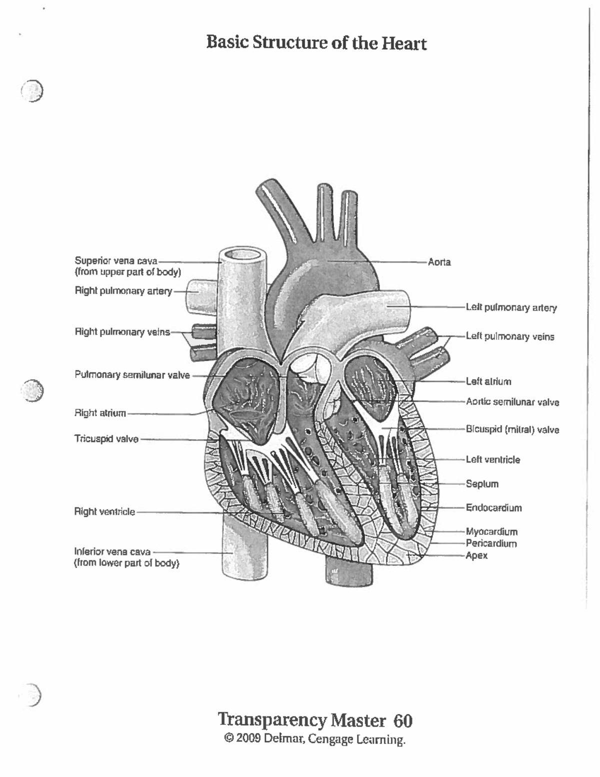 CVS Diagrams - HeartHe - Basic Structure of the Heart Superior vena ...