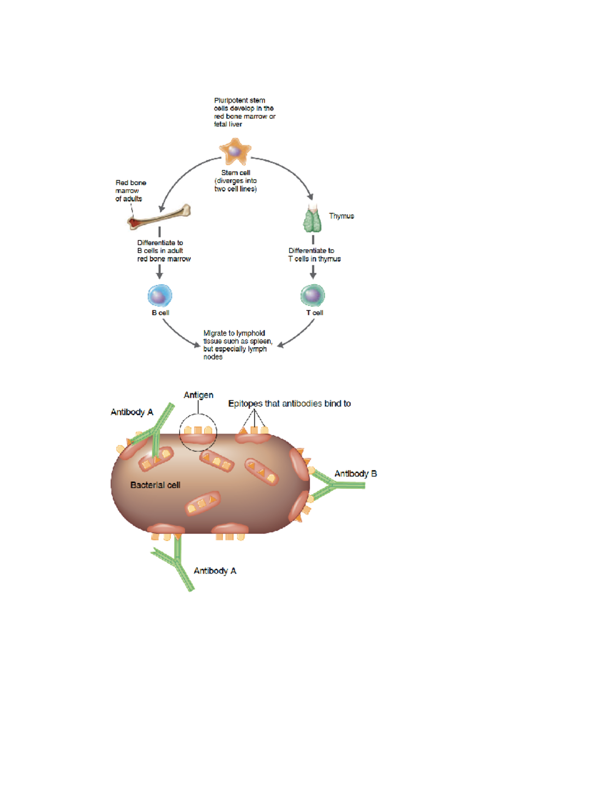 CH 17 Figures - BIOL 205 - Studocu