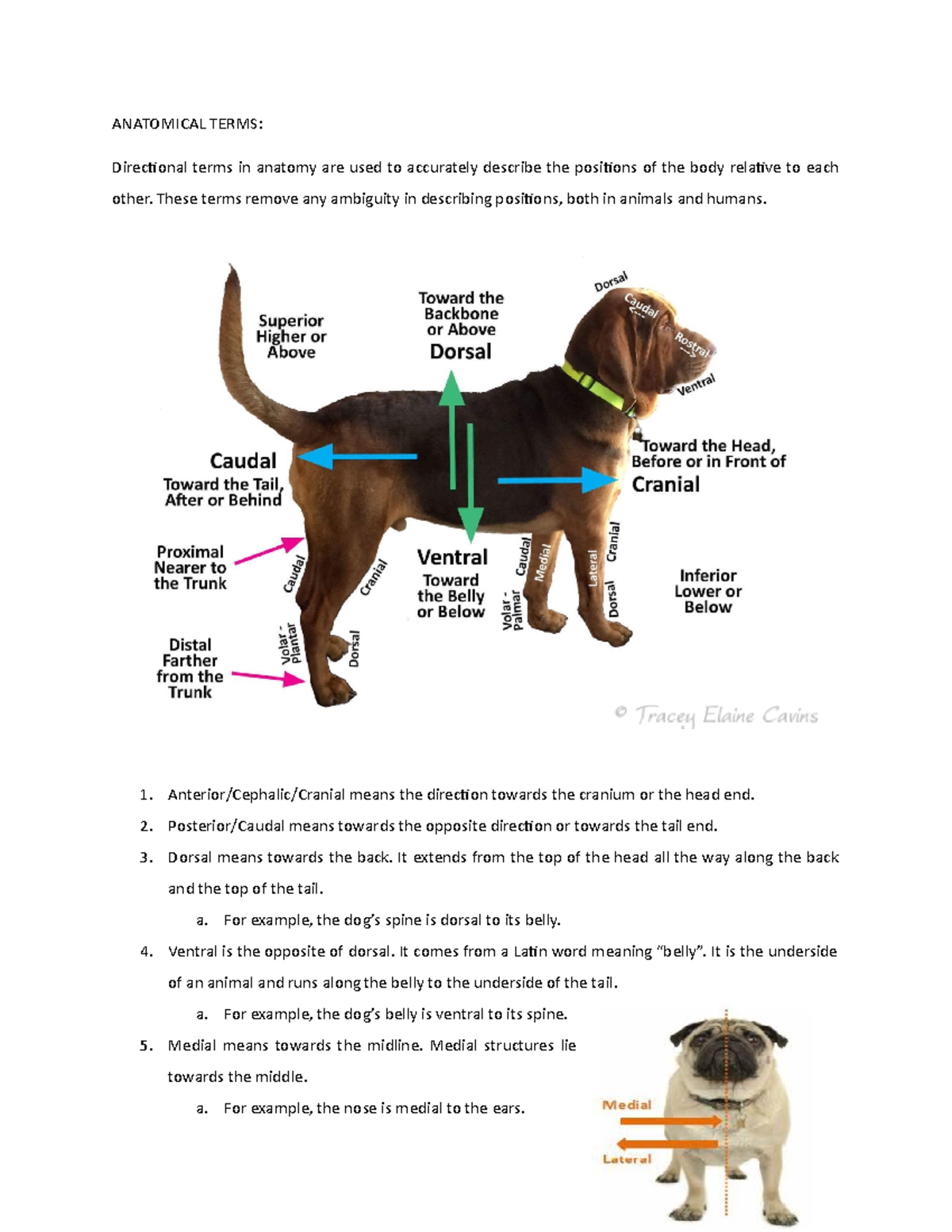 anatomical-terms-copy-anatomical-terms-directional-terms-in