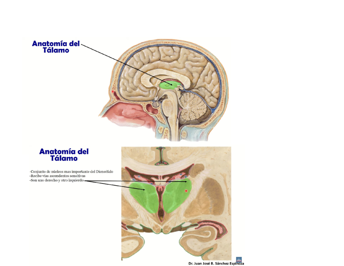 Talamo - breve imágenes del tálamo - Anatomía del Tálamo Anatomía del ...