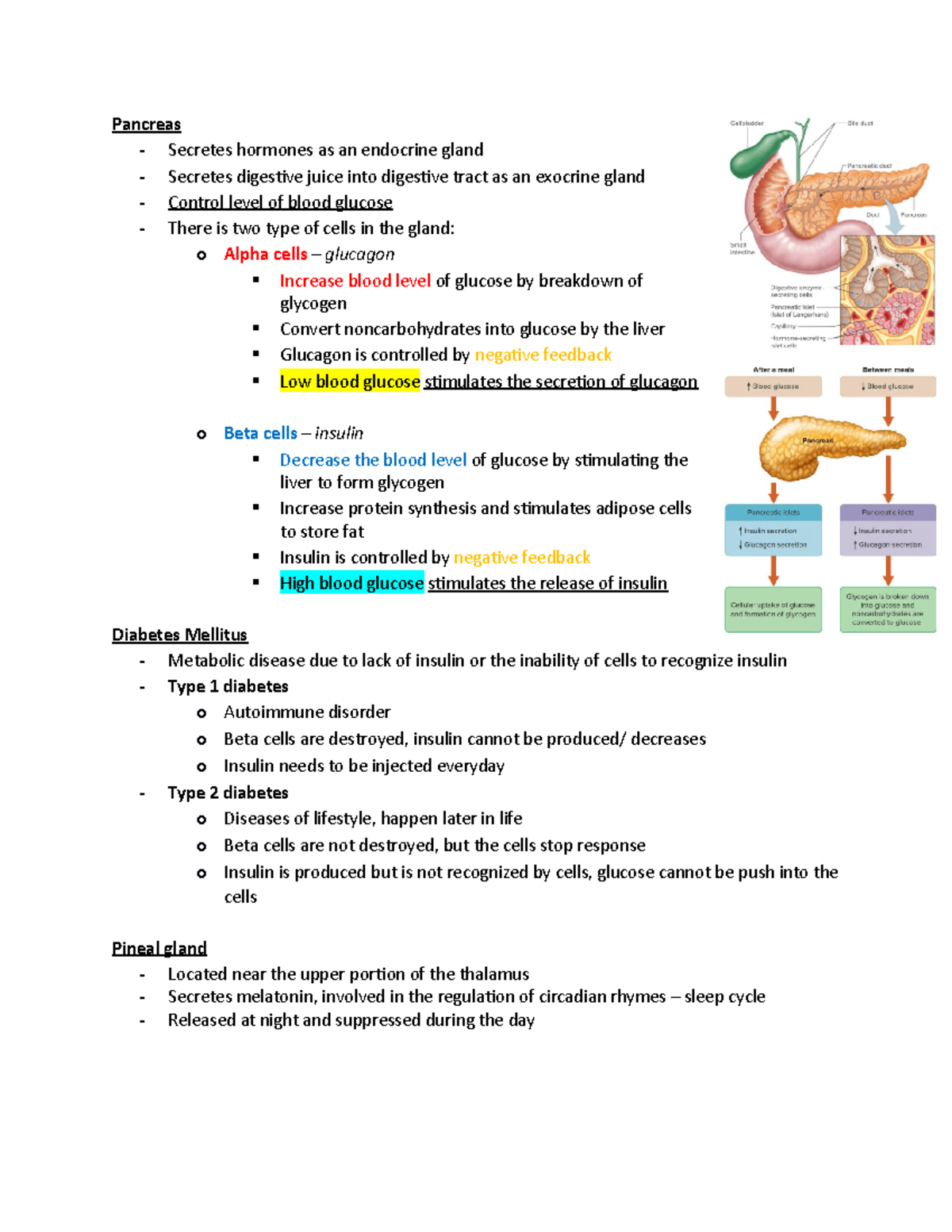 What is Diabetes? - Pancreas - Secretes hormones as an endocrine gland ...