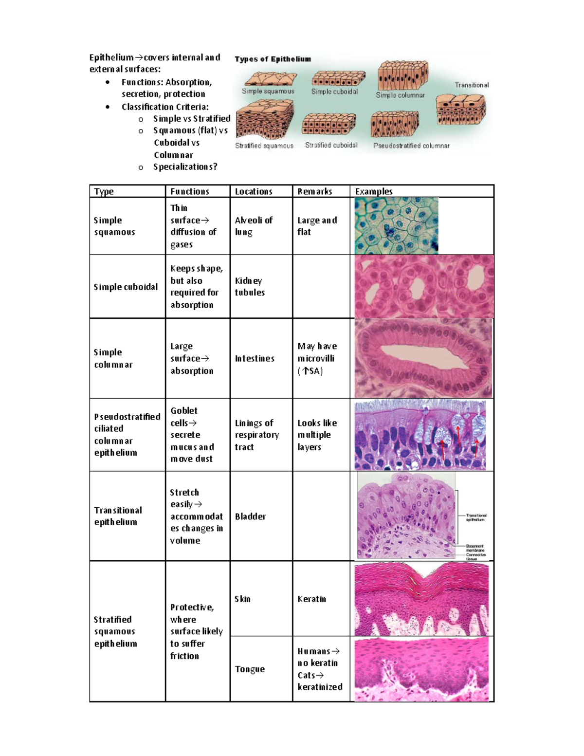 Internal and External Surfaces: Functions and Classification Criteria ...