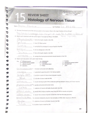 Anatomy Of The Respiratory System Exercise 36 Review Sheet EXERCISE REVIEW SHEET Anatomy Of