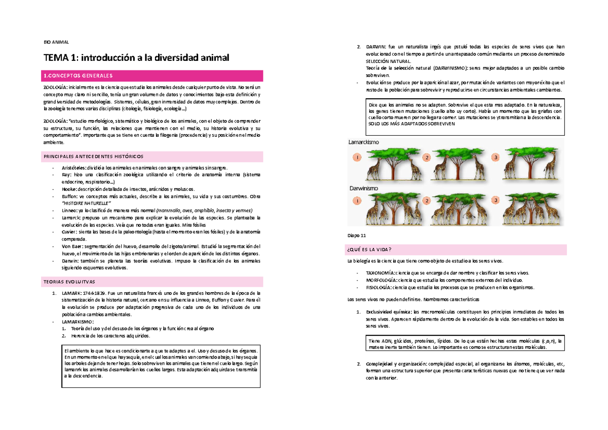 Animal - BIO ANIMAL TEMA 1: introducción a la diversidad animal 1 ...