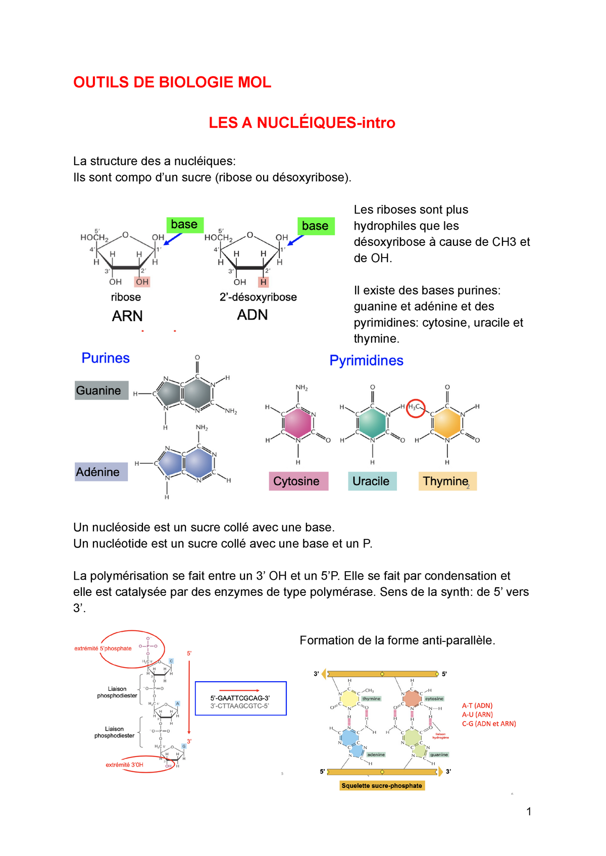 Les Acides Nucléiques- Purification Des Acides Nucléiques - OUTILS DE ...