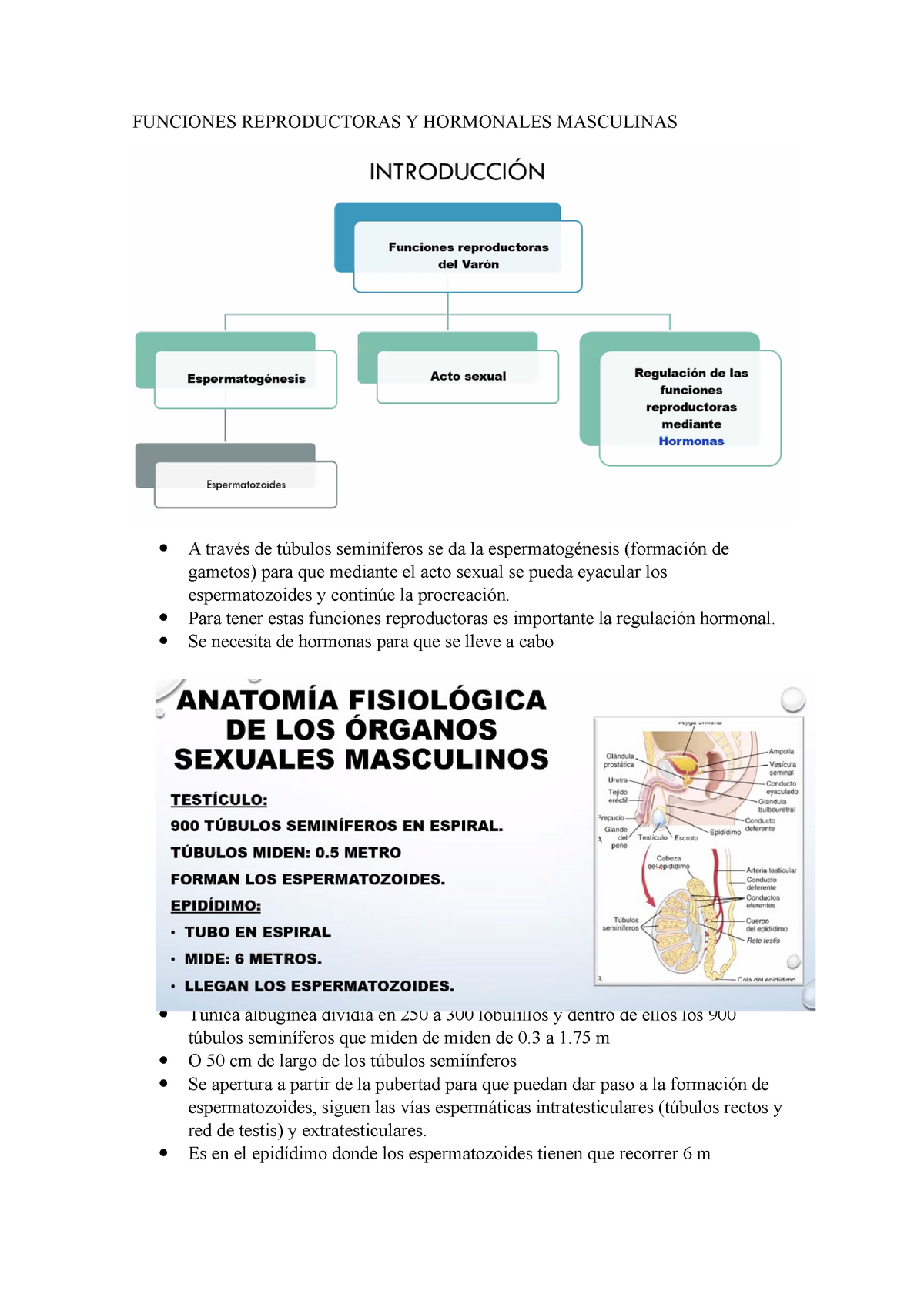 Funciones Reproductoras Y Hormonales Masculinas Funciones Reproductoras Y Hormonales 0268
