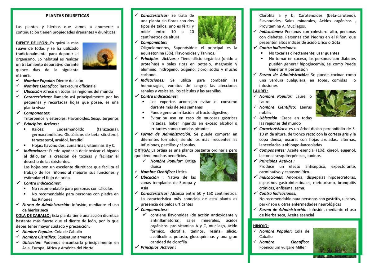 Triptico De Plantas Medicinales Diureticas Antidepresivos Plantas Diureticas Las Plantas Y 7156